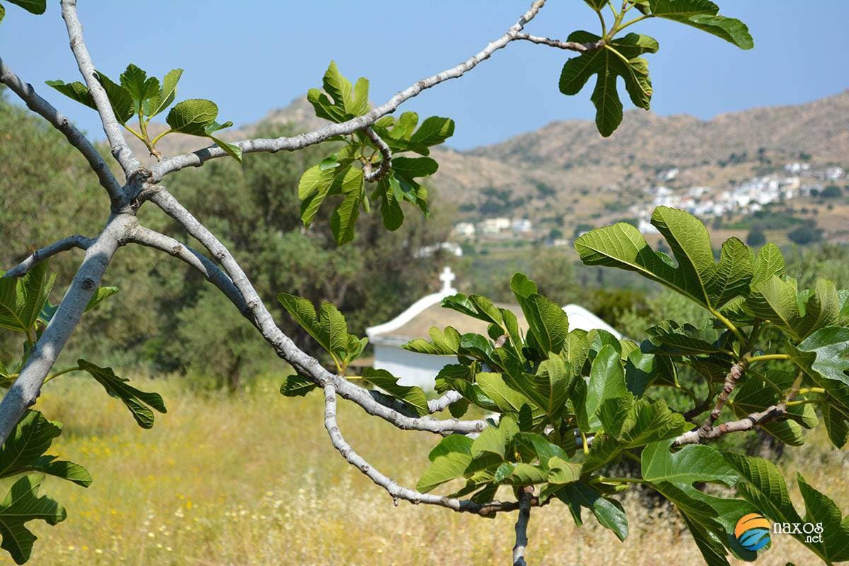 Naxos Up
